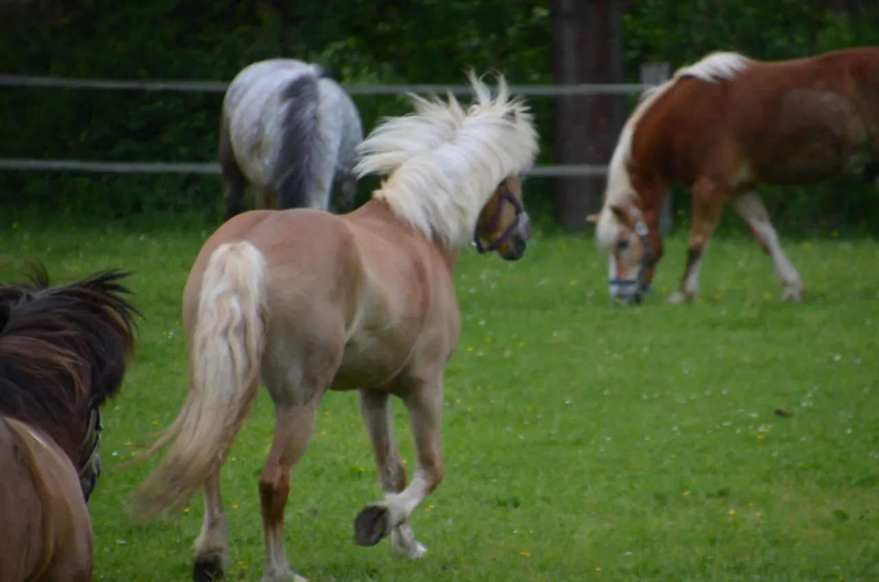 Farm stay Ferienhof Muehlthal Edling